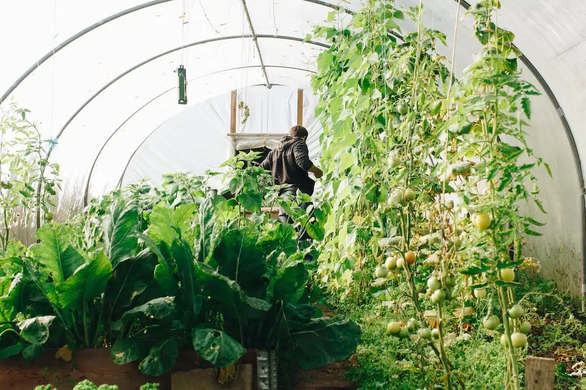 potager  aménagement