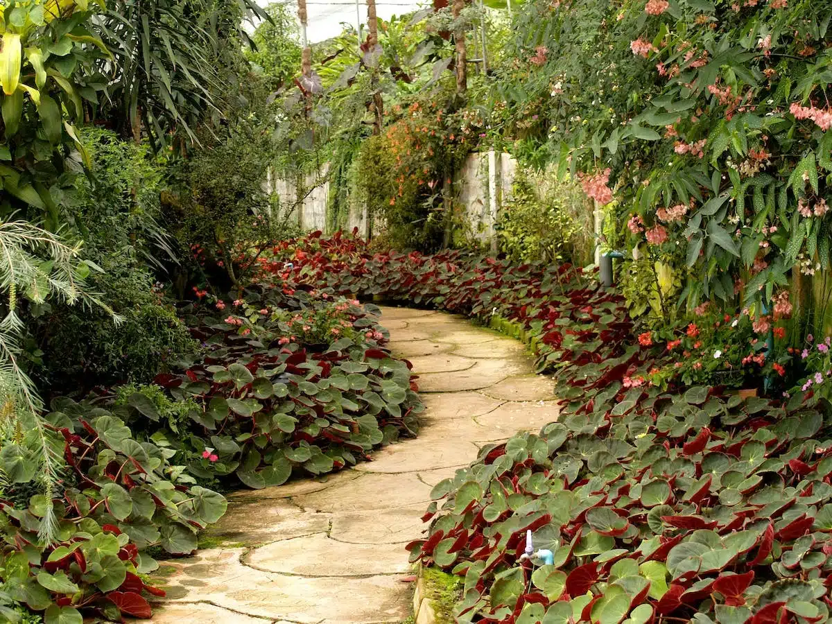 jardin  aménagement
