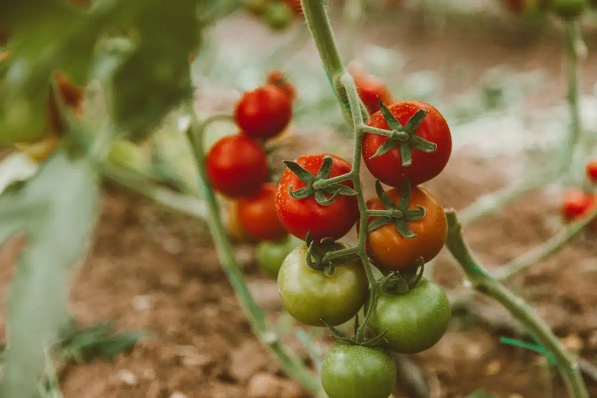 plants tomates