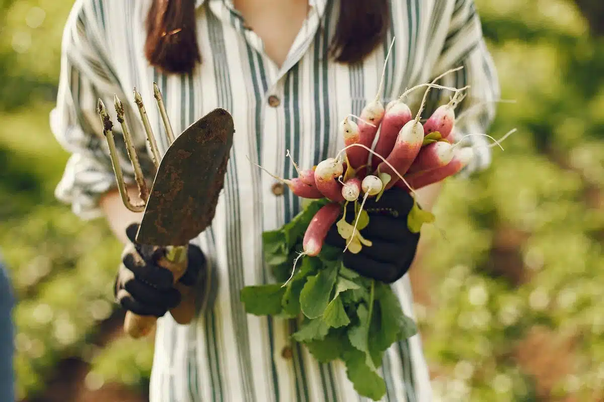 jardinage  radis
