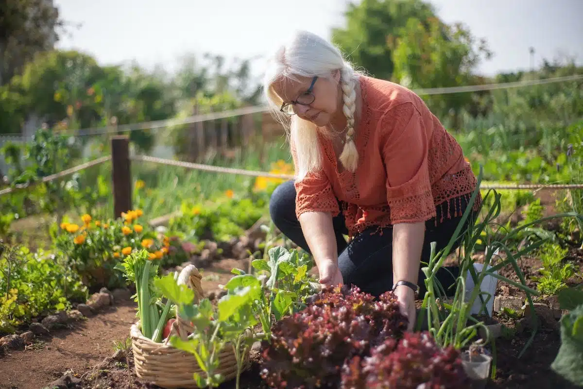 potager restreint