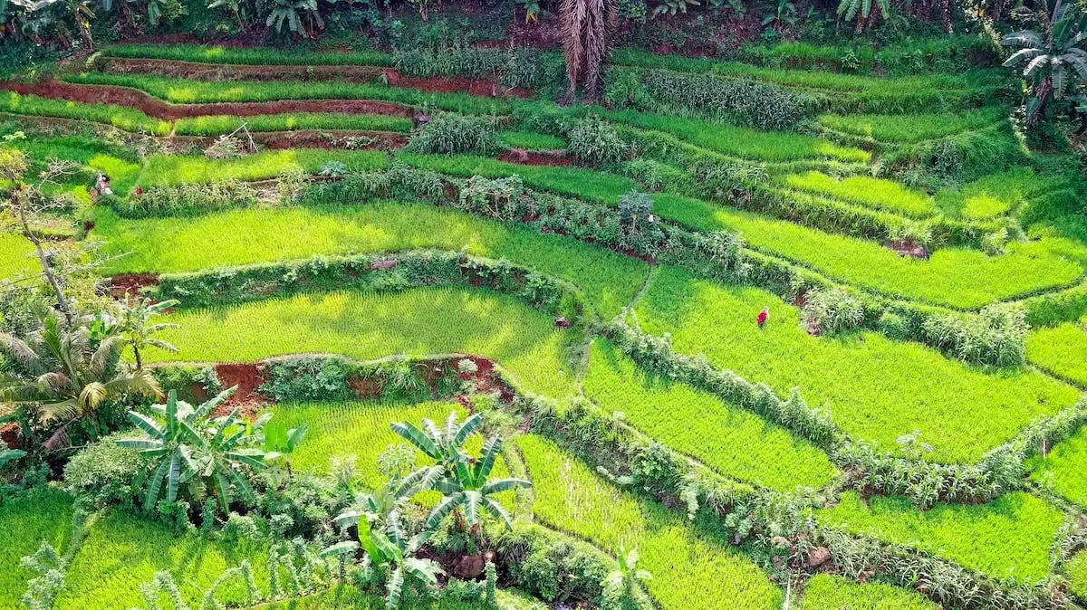 terrasse verdoyante