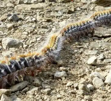 Chenille processionnaire du pin et du chêne quel traitement pour en venir à bout