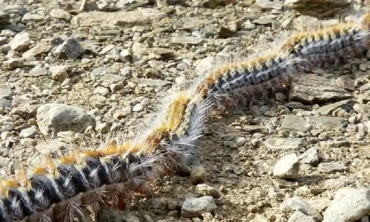 Chenille processionnaire du pin et du chêne quel traitement pour en venir à bout