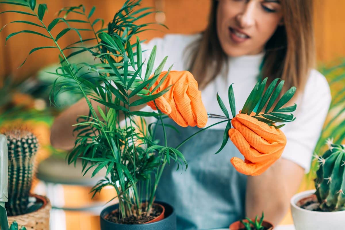 Les plantes faciles à entretenir pour embellir votre jardin