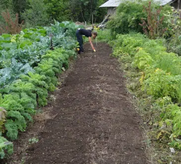 Astuces pour fertiliser le sol de son potager