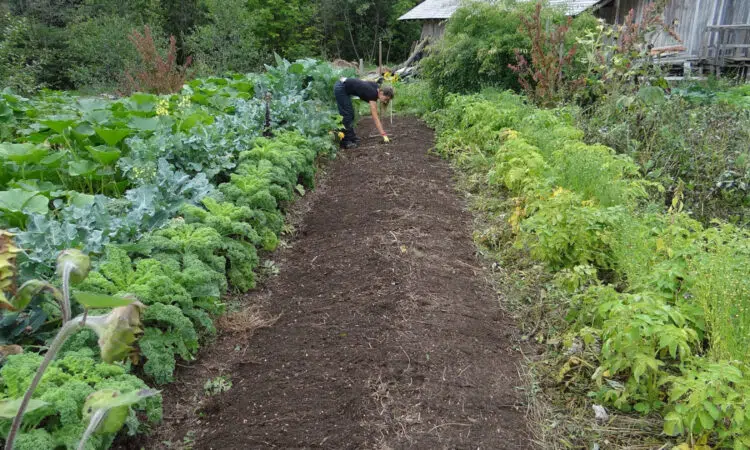 Astuces pour fertiliser le sol de son potager