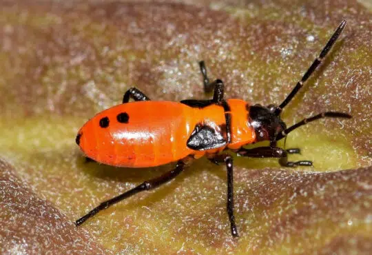 Comment lutter contre les punaises de lit ?