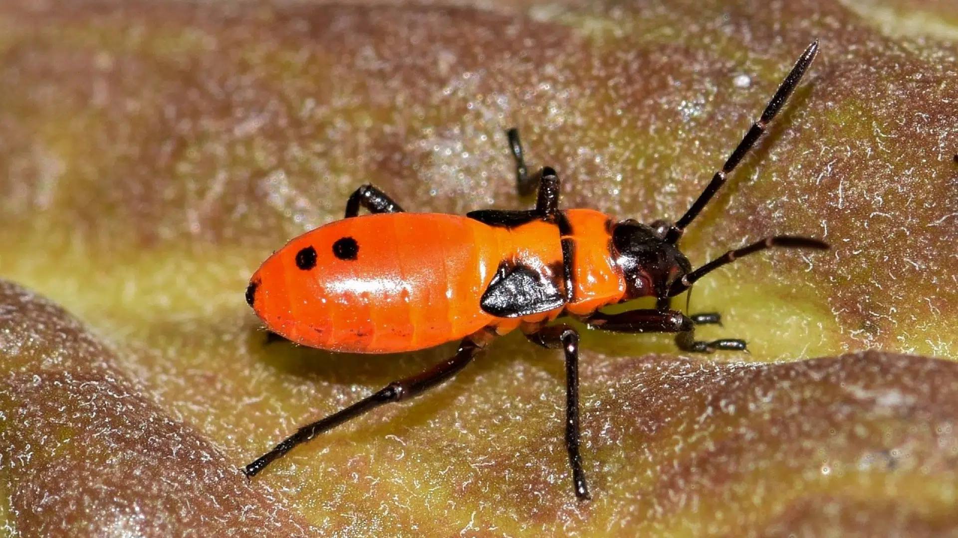 Comment lutter contre les punaises de lit ?