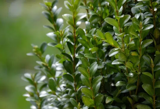 Les différentes méthodes pour lutter contre la pyrale du buis