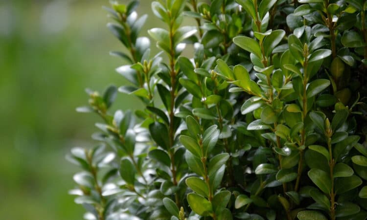 Les différentes méthodes pour lutter contre la pyrale du buis