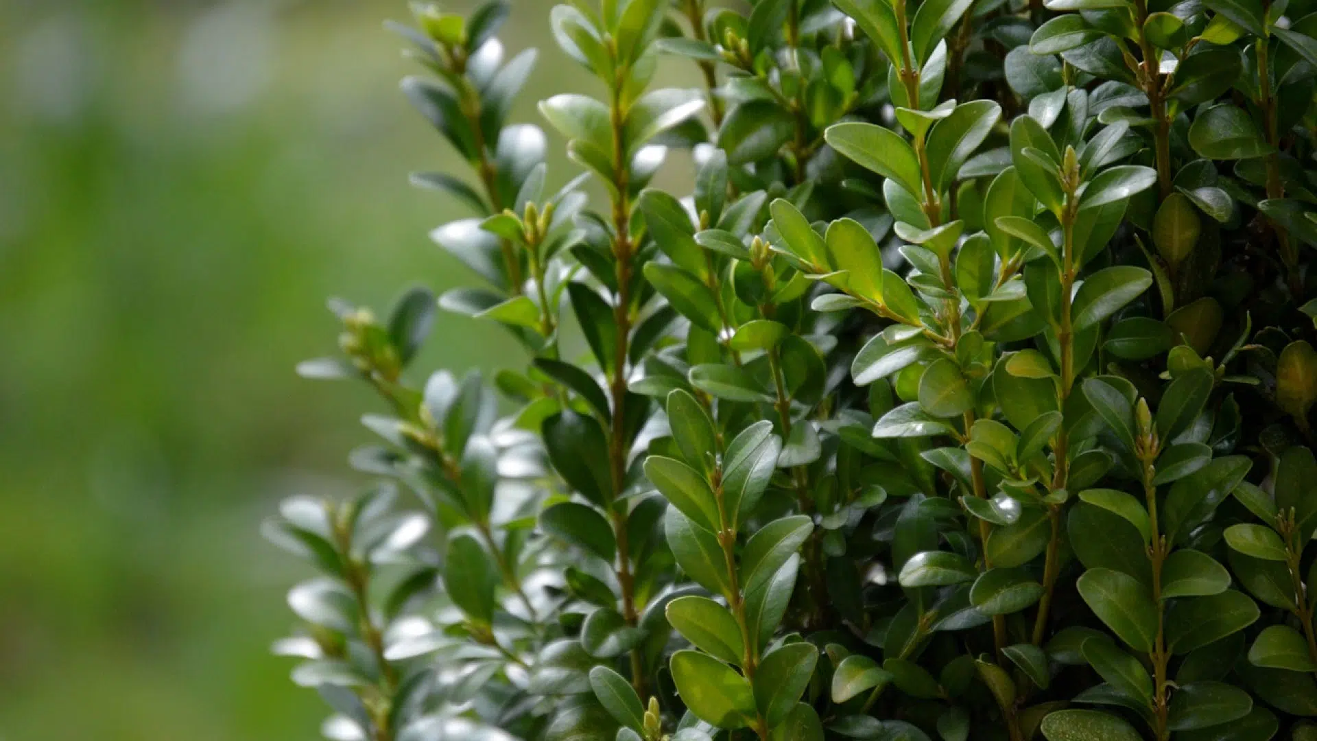 Les différentes méthodes pour lutter contre la pyrale du buis