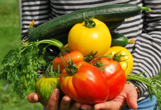 Pourquoi créer un potager bio chez soi ?