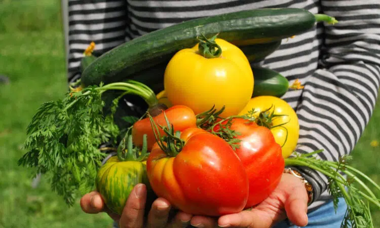 Pourquoi créer un potager bio chez soi ?