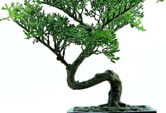 Tout connaître sur l’entretien du bonsaï