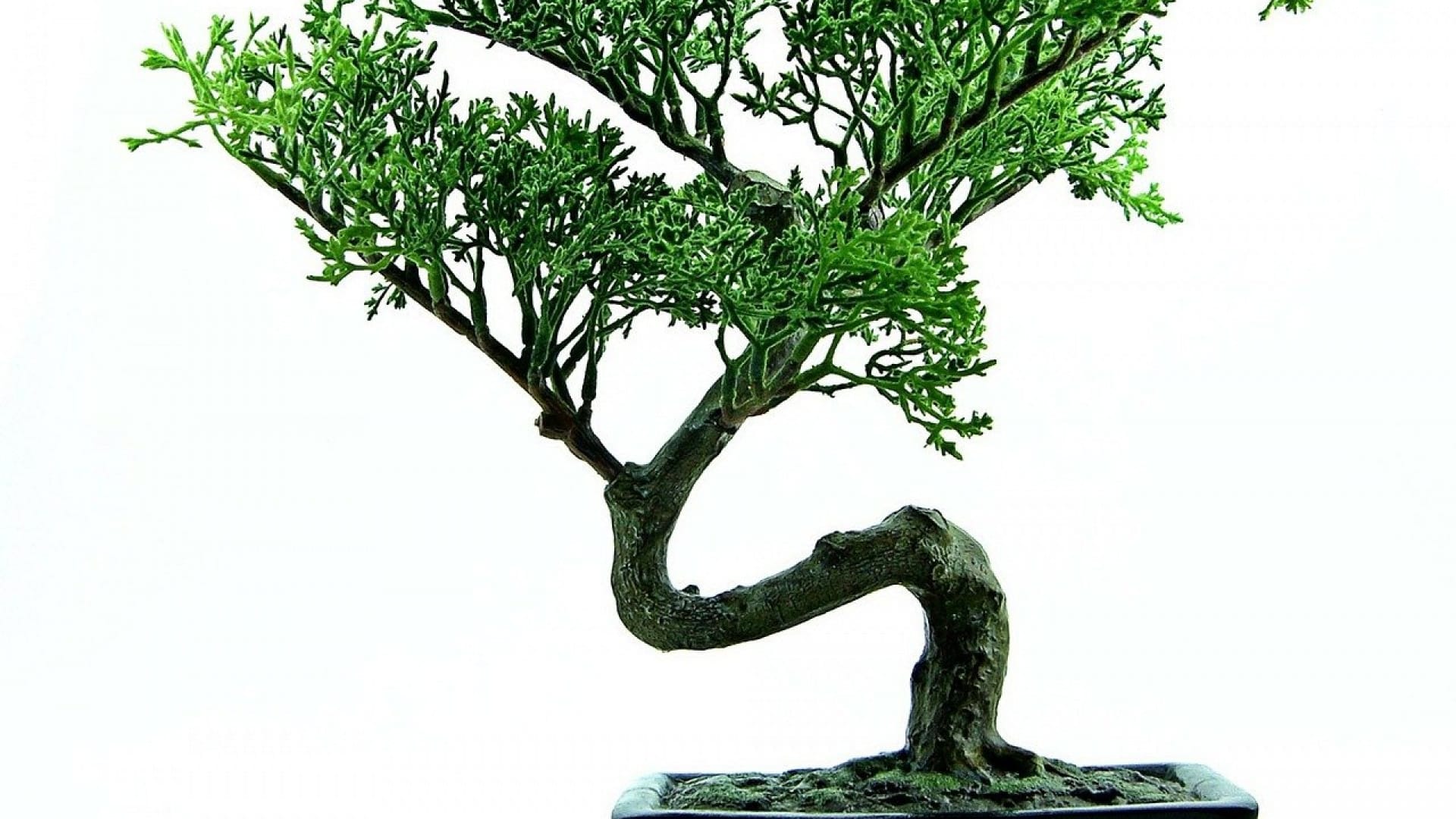 Tout connaître sur l’entretien du bonsaï