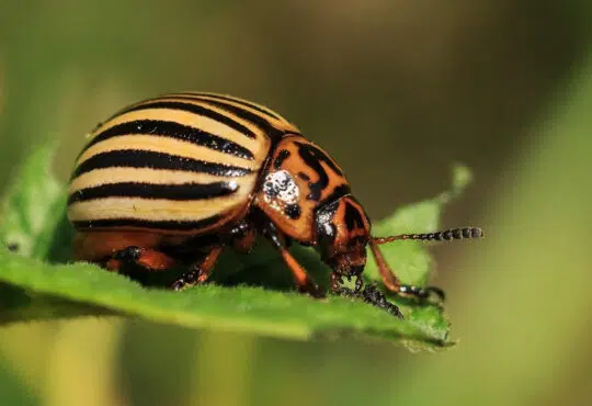 Tout savoir sur les solutions anti nuisible naturelles