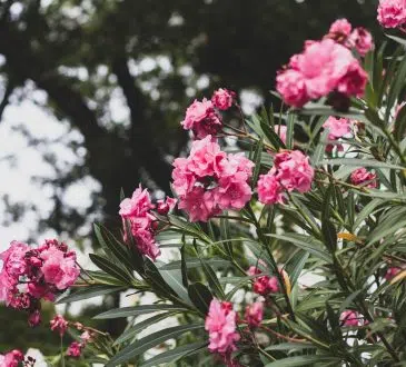 Laurier rose hiver : quelle température supporte le laurier ?