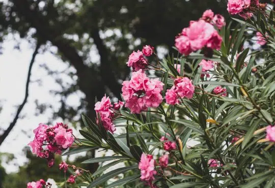 Laurier rose hiver : quelle température supporte le laurier ?