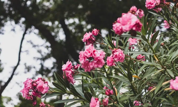 Laurier rose hiver : quelle température supporte le laurier ?